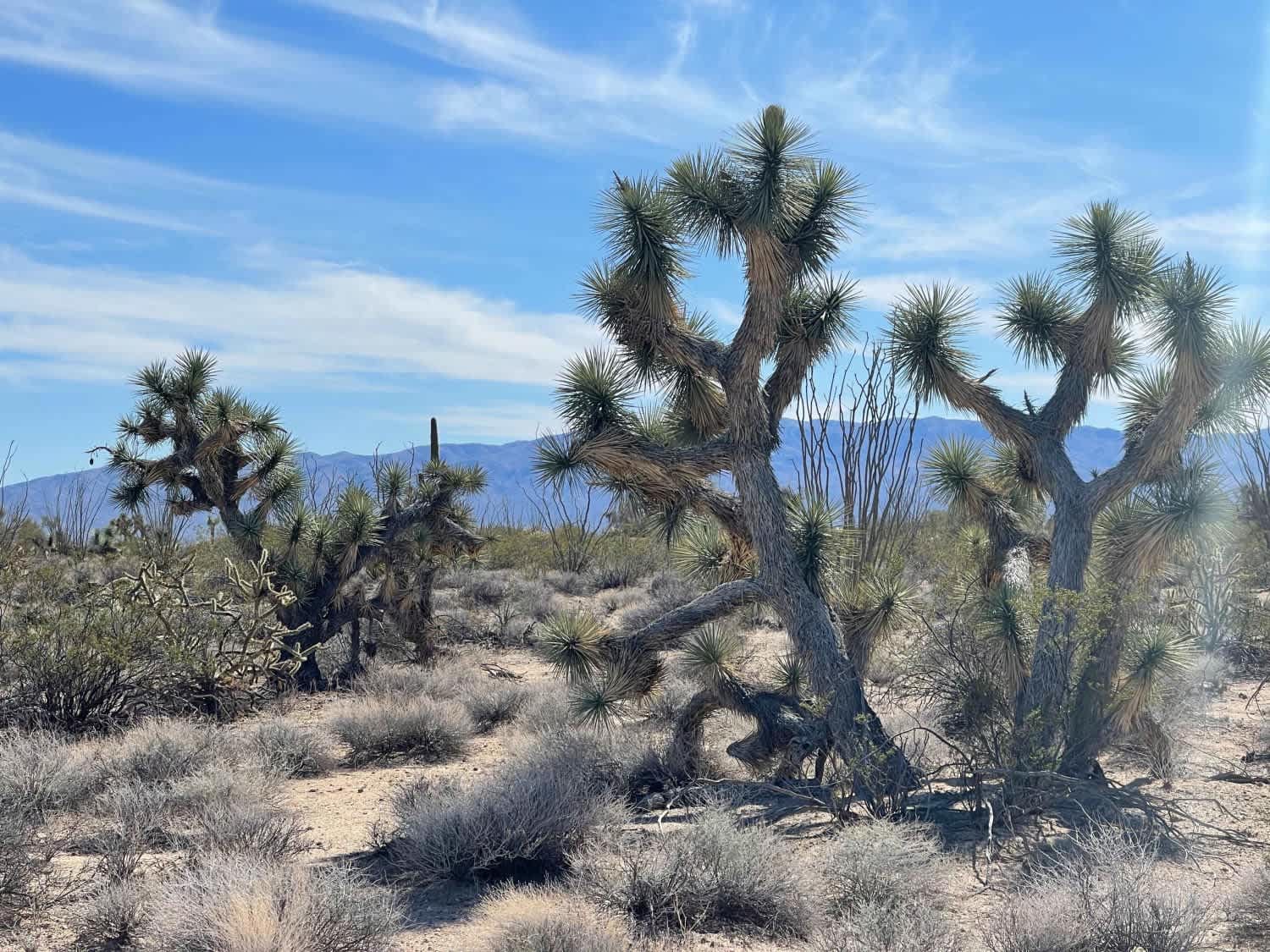 AZ Peace Trail Cutover to Tres Amigos Waterfall Trailhead