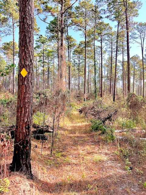 Livingston Trail