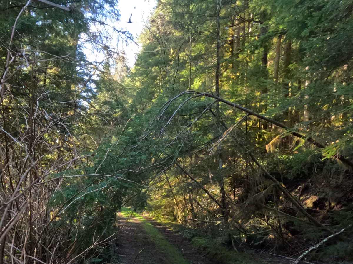 Miles Mountain photo 5
