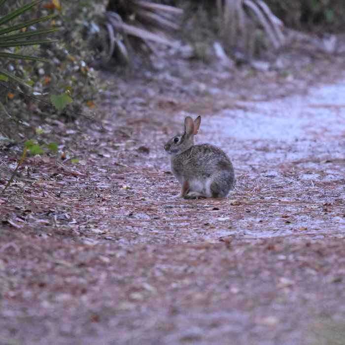 Near Flatwoods Trail
