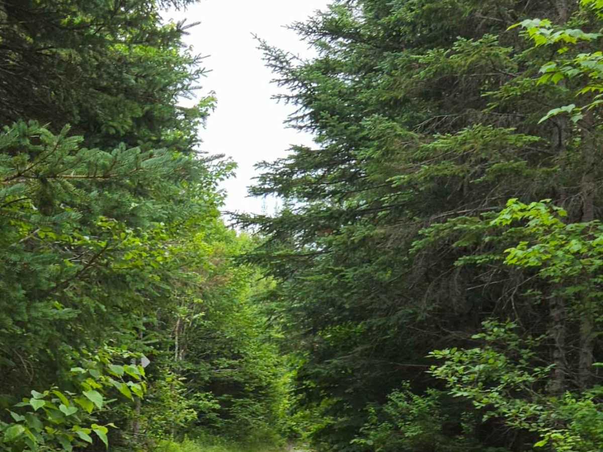 Caledonia Mountain  photo 3
