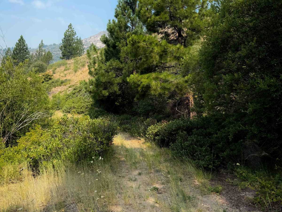 Mitchell Creek FS 8215 photo 4