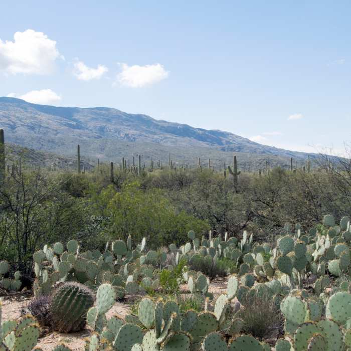 Near Wildhorse to Douglas Springs Loop