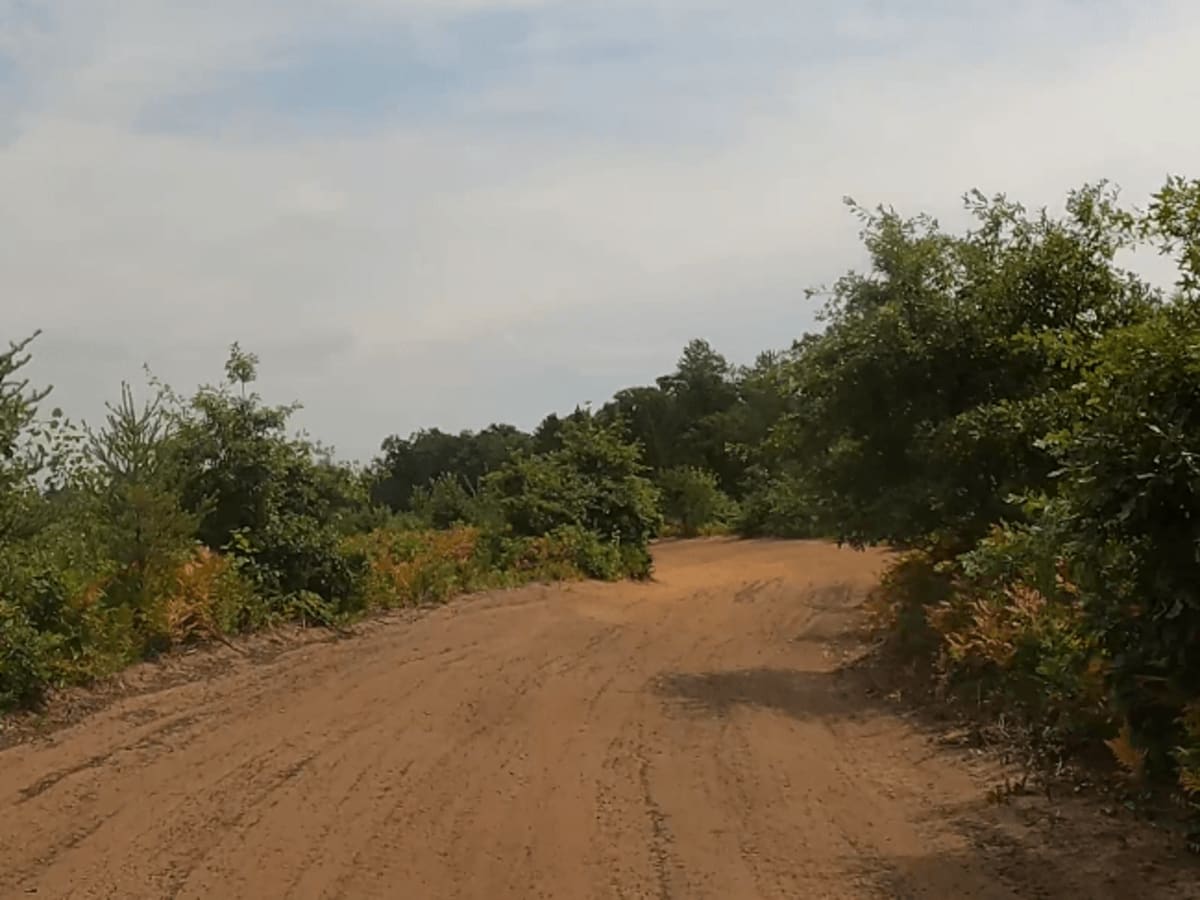 Gladwin Forest Baja photo 2