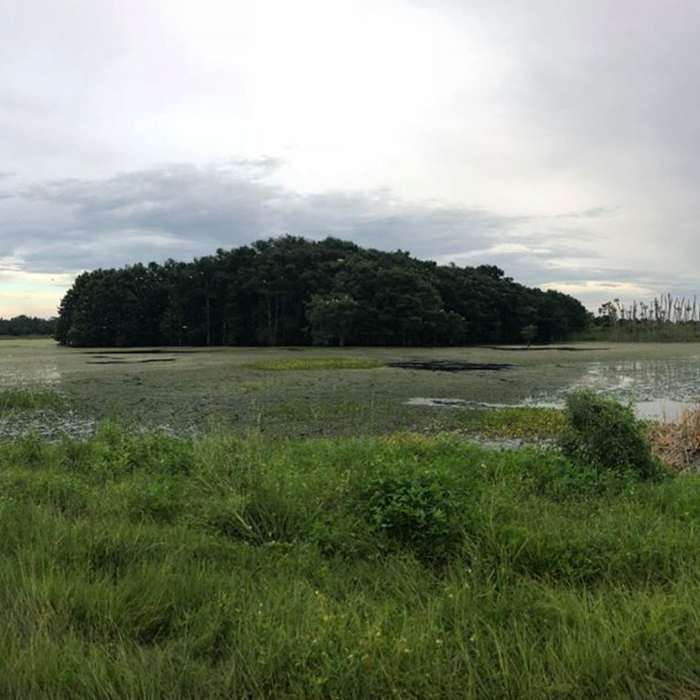 Island covered with birds Near Orlando Wetlands Berm Trail