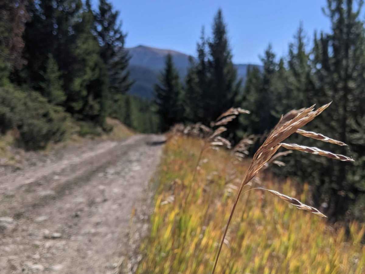 Moose Creek to Portal Creek Rd photo 4