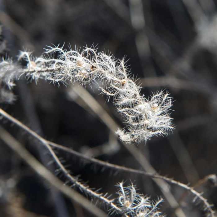 Near Chaparral Trail Loop Hike