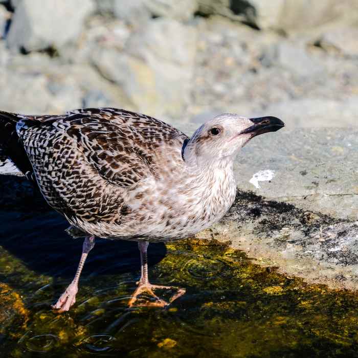 Gull Near Sachuest Point Figure-Eight