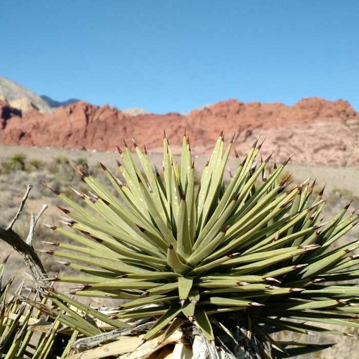 Red rocks of Red Rock Canyon Near Second Finger