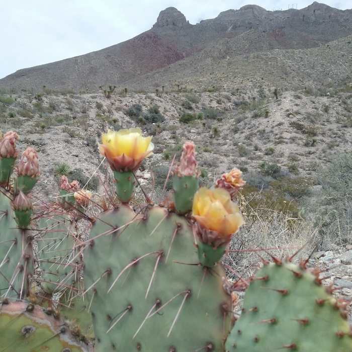 Near Thunderbird