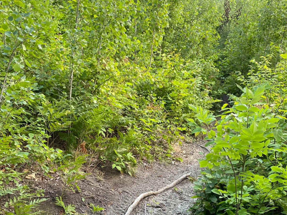 Tomahawk B Loop - Blackberry Ridge Section photo 2