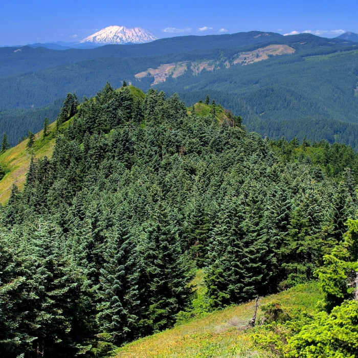 Near Augspurger Trail #4407