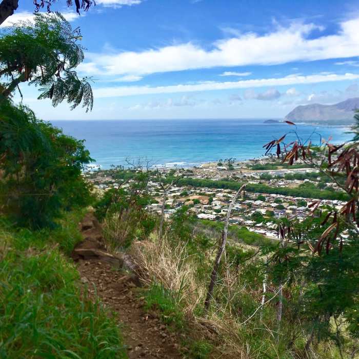 Near Pink Pillbox Trail (AKA Pu'u O Hulu Trail)