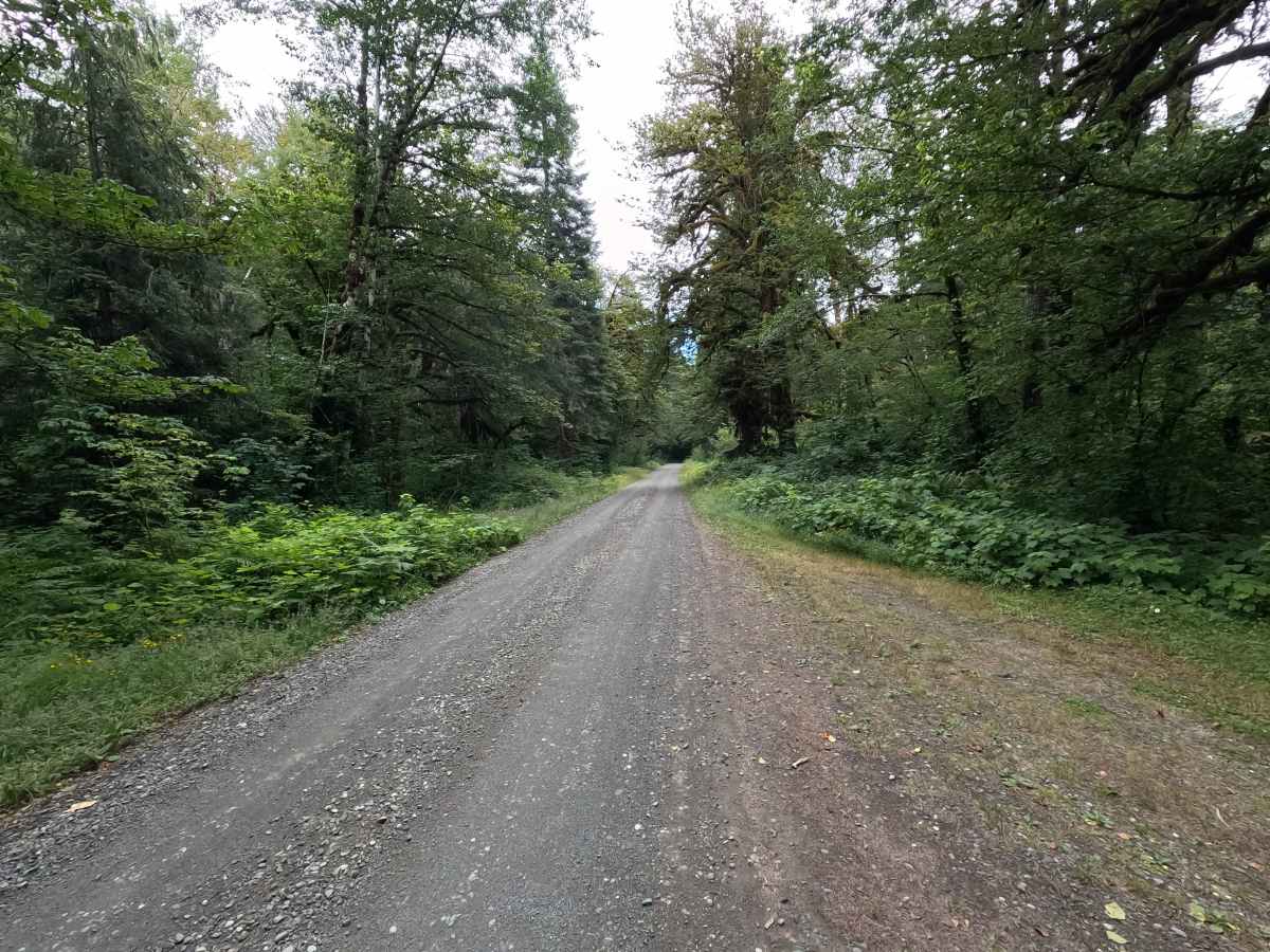 Dosewallips Road - FS 2610 photo 3
