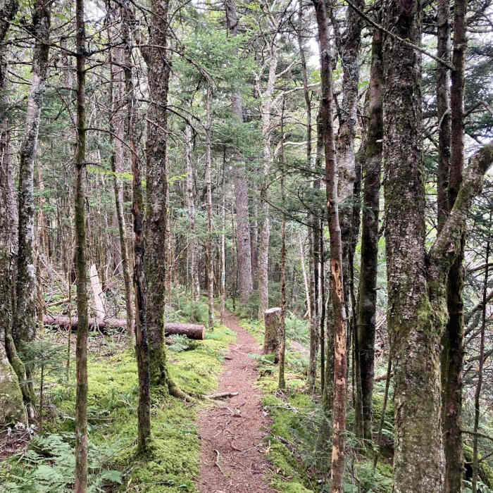 Near Blackstock Knob Near Blackstock Knob