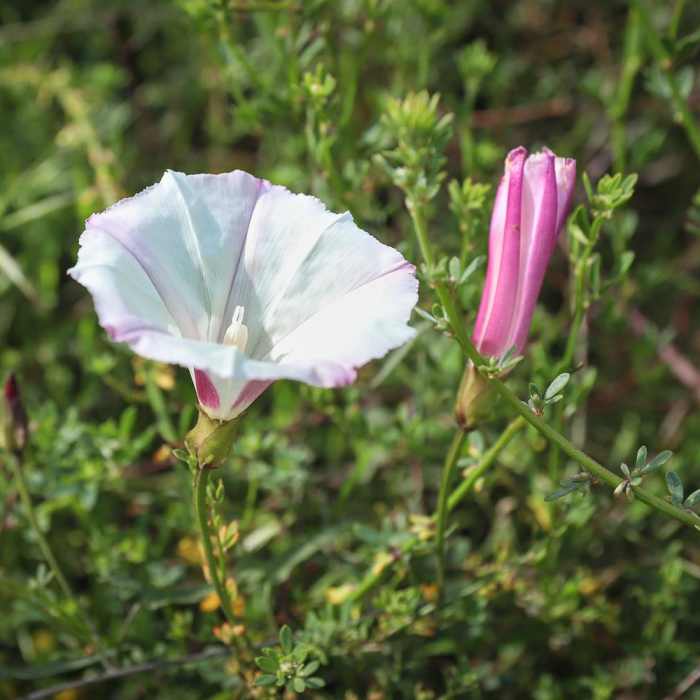 Near Cerro San Luis Peak
