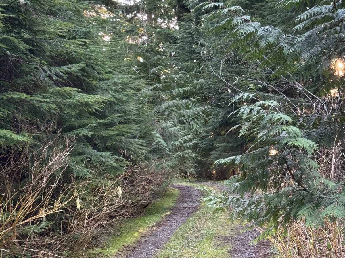 Newaukum Lake Road - FS 7100115 photo 5