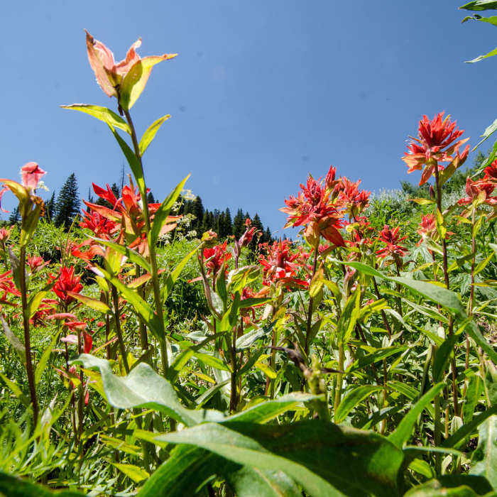 Pretty red painbrush flowers in the Tetons. Near Mail Cabin Trail