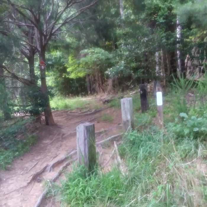 Near Falls Lake Trail - Section 1