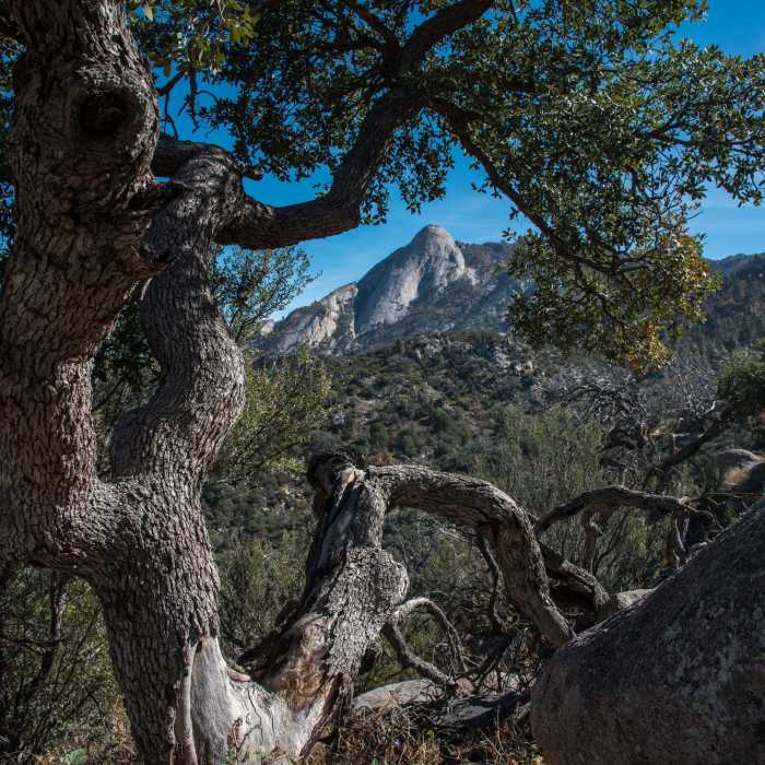 Pine Tree Trail Near Pine Tree Trail