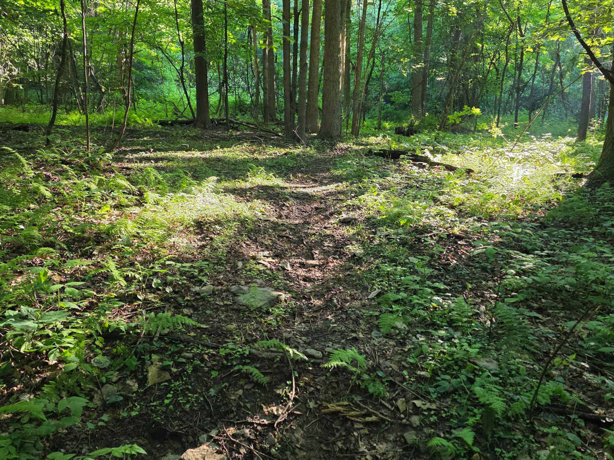 Single Track C1 photo 4