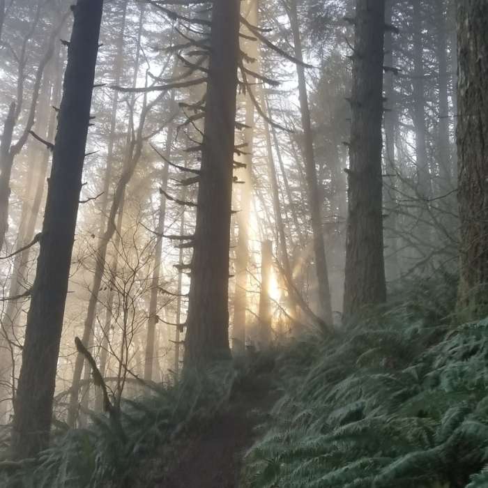 Near Lewis River Mountain Bike Trail