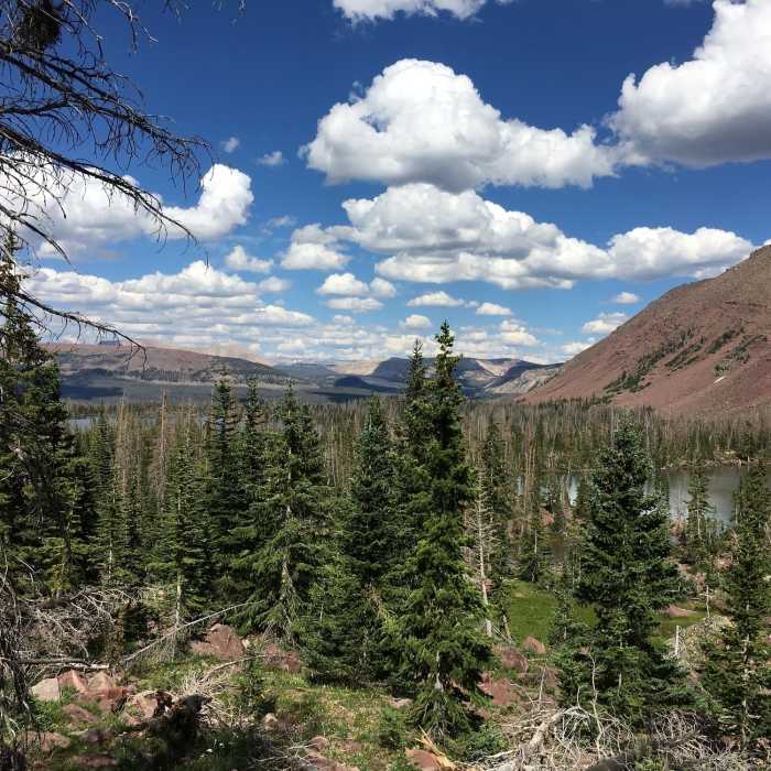 Near Grandaddy Basin Trail #074