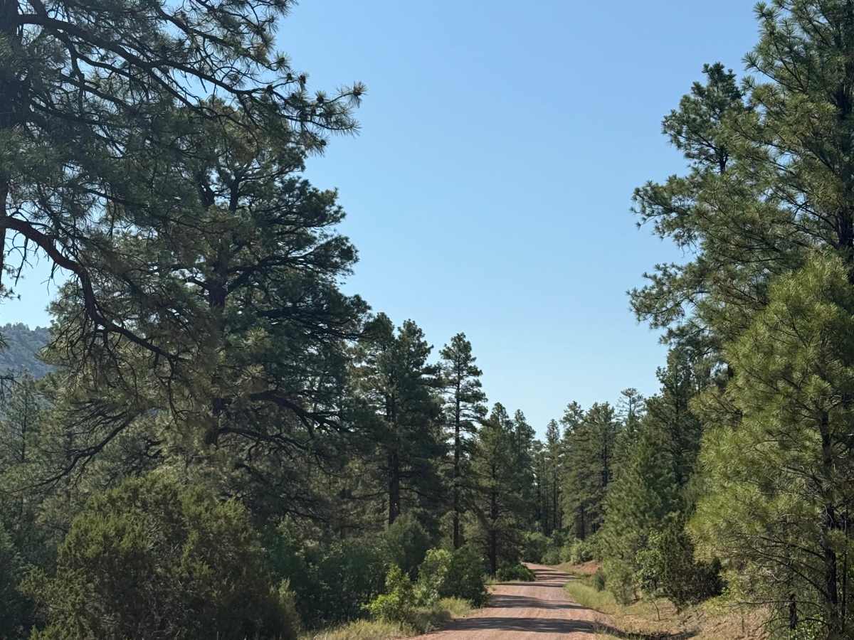 West Trail Creek - FR 20 photo 6