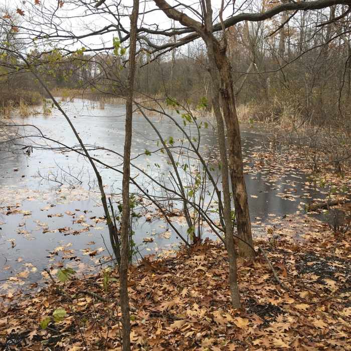 Near Oakwoods Nature Trail
