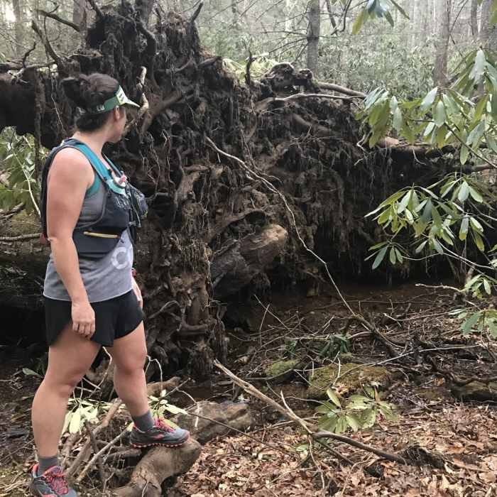 The Bad Fork Trail travels on a beautiful forested tread alongside Bad Fork Creek. Be sure to check out this fallen tree while on trail! Near Bad Fork Trail #323