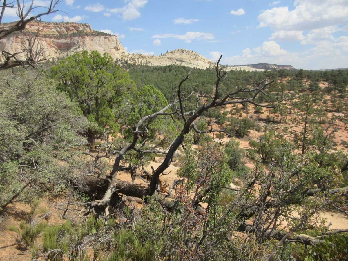 Poverty Gulch Decent photo 3