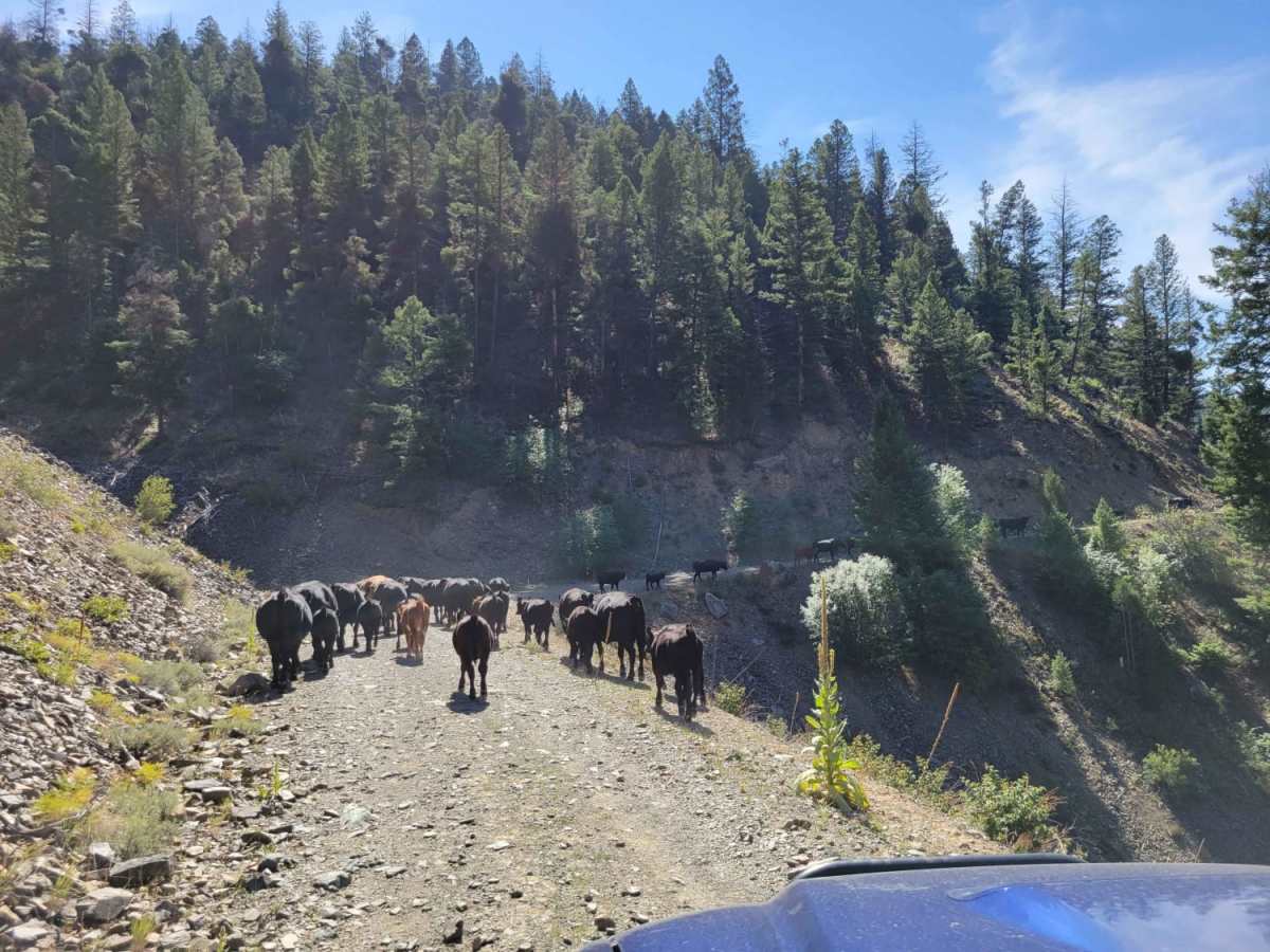 Into The Salmon Forest photo 5