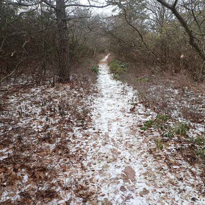 Near North/South Loop Near North/South Loop