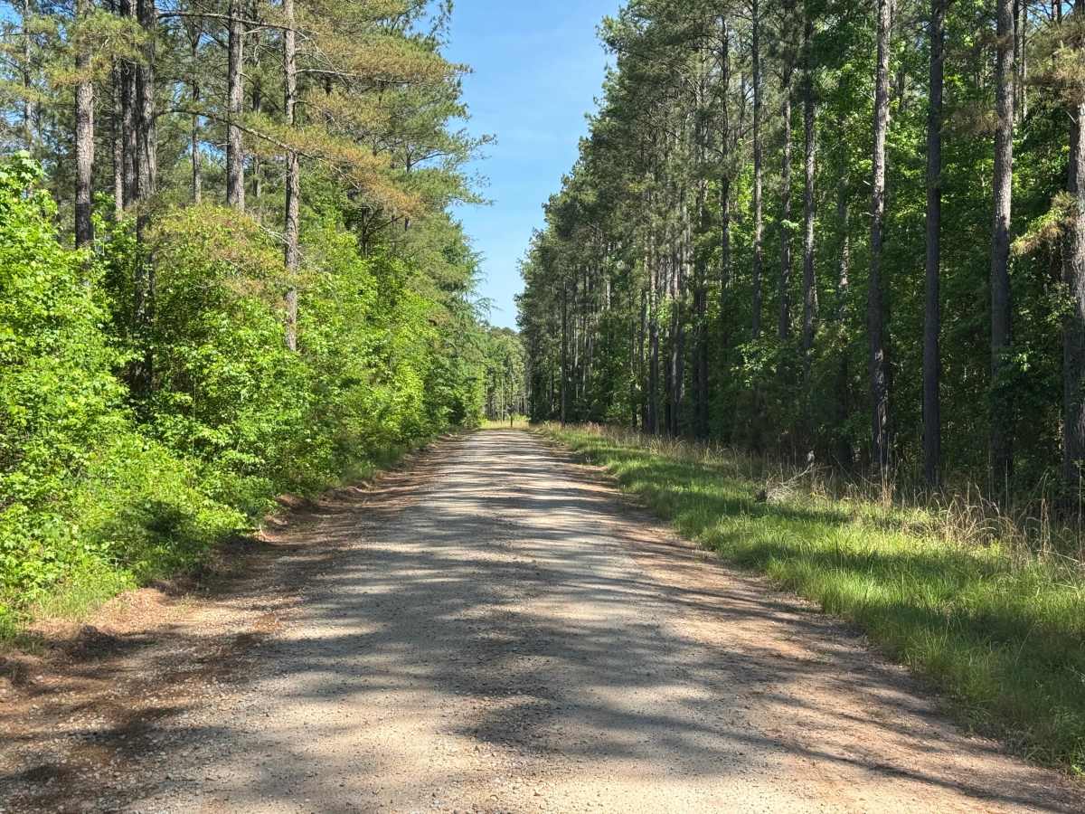 Firetower Road photo 6