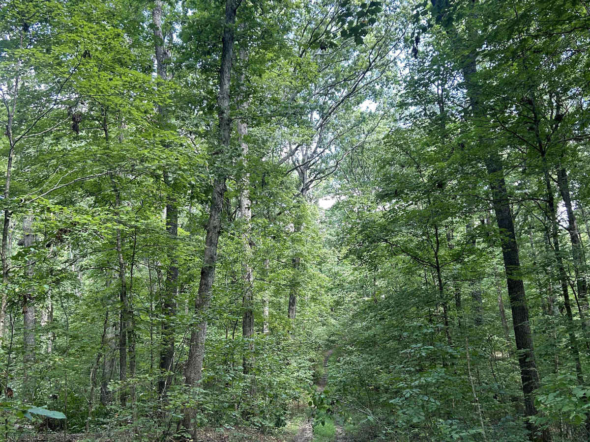 Kaskaskia Woods Trail photo 2