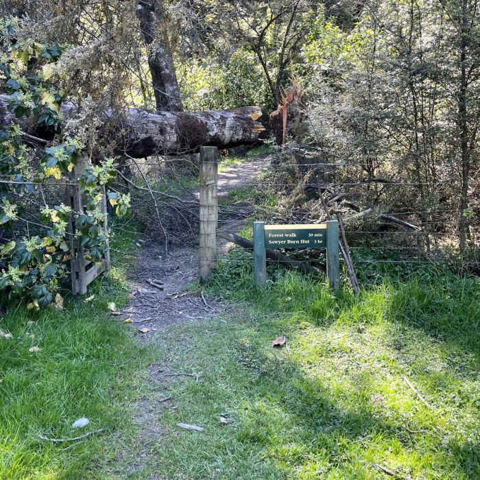 Near Sawyer Burn Track Near Sawyer Burn Track