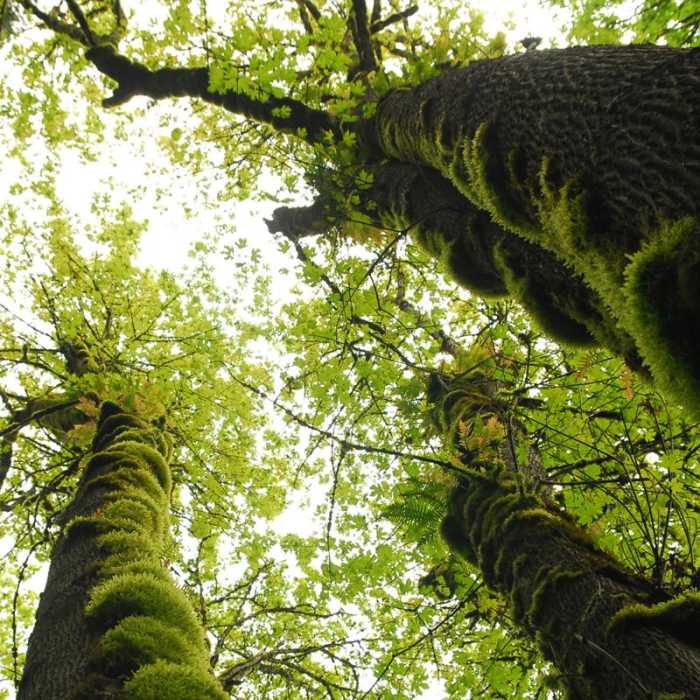 Near Tryon Creek State Park, Cedar Trail Hike