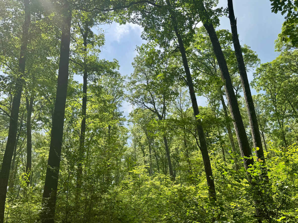 Clear Run Road photo 5