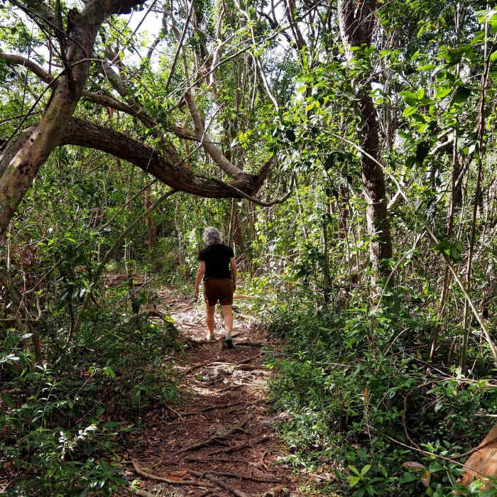 Returning to the lake through the forest Near Long Pine Key Loop