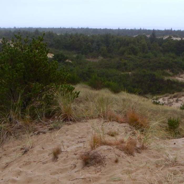 Near Carter Dunes