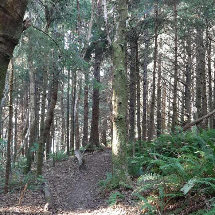 Near Elk Flats Trail