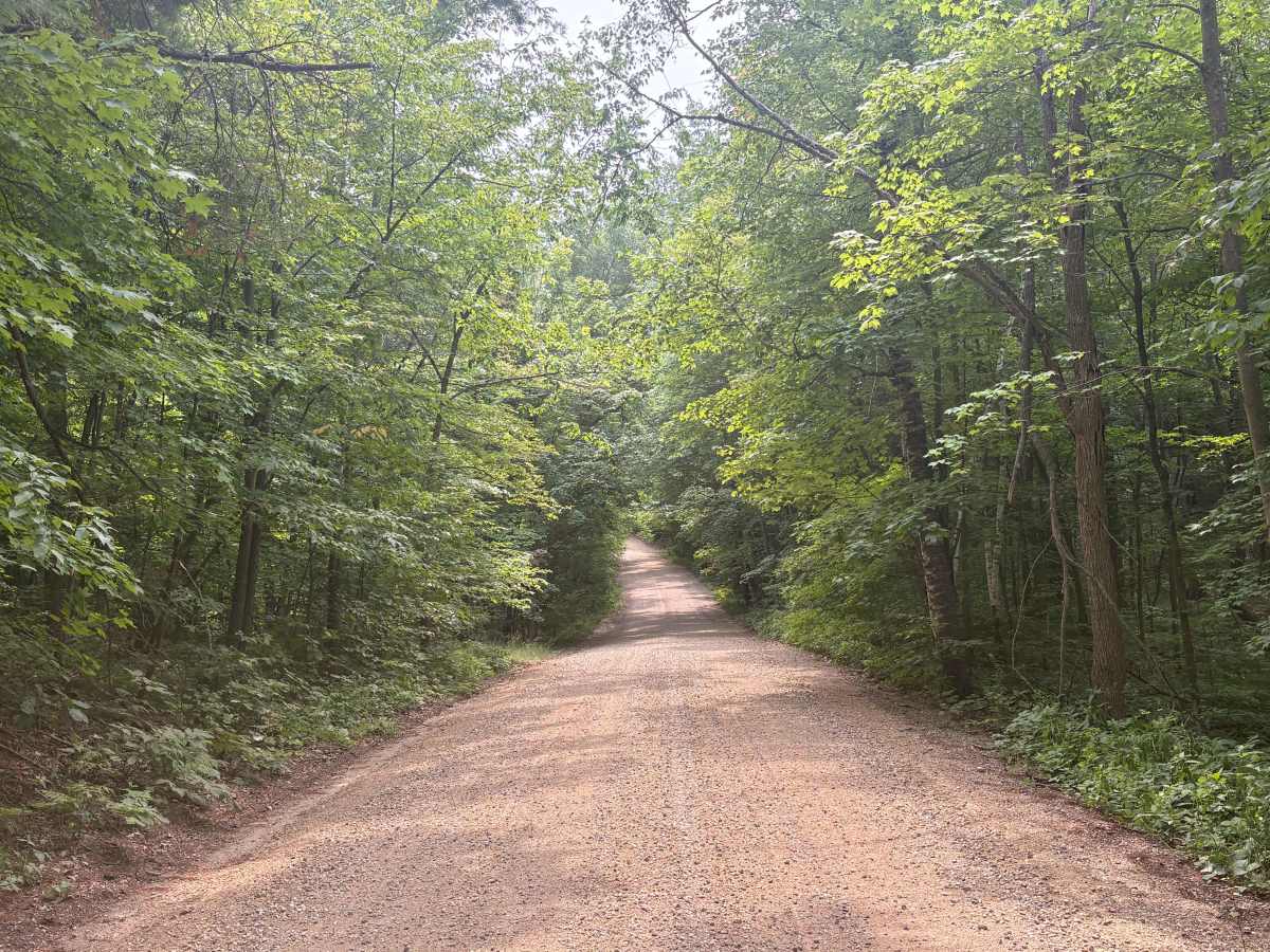 Hannah Ore Forest Road photo 4
