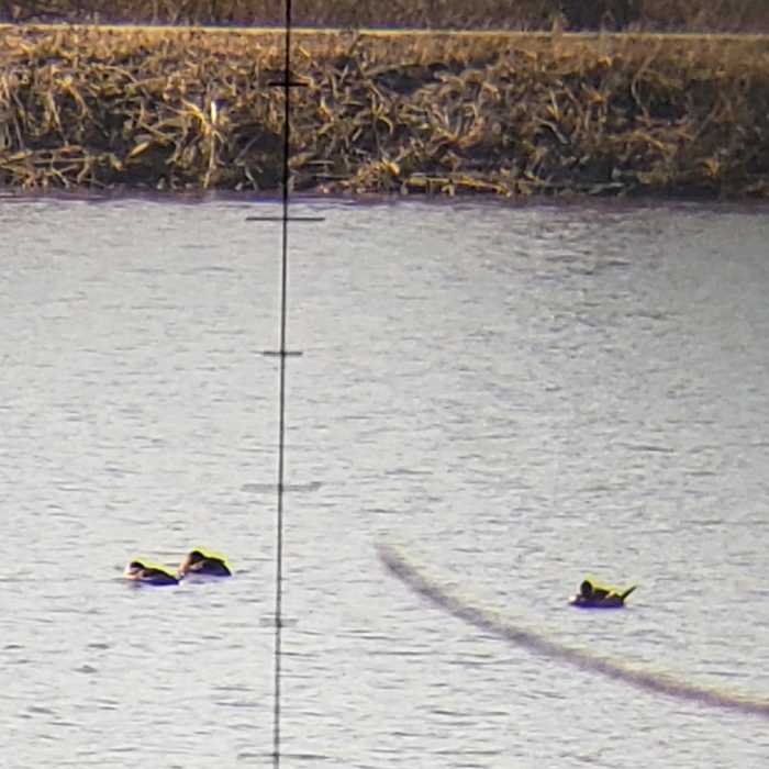 Ducks seen through binoculars with sinister looking crosshairs. Near Dresser Island Levee Trail