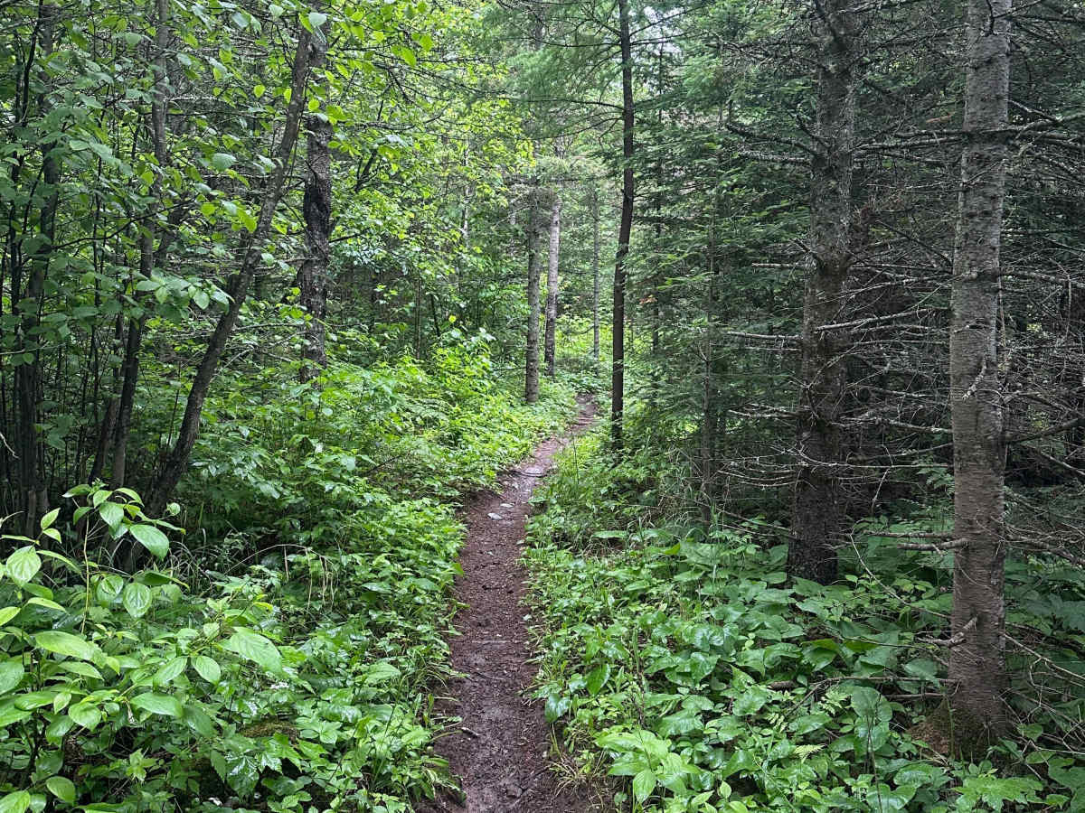Alger Grade - Trail 12 photo 4