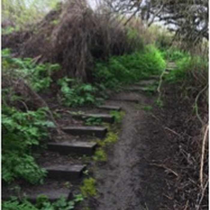 Stairway that descends into the wetland world of this nature area Near Arthur G. Rempel Nature Trail
