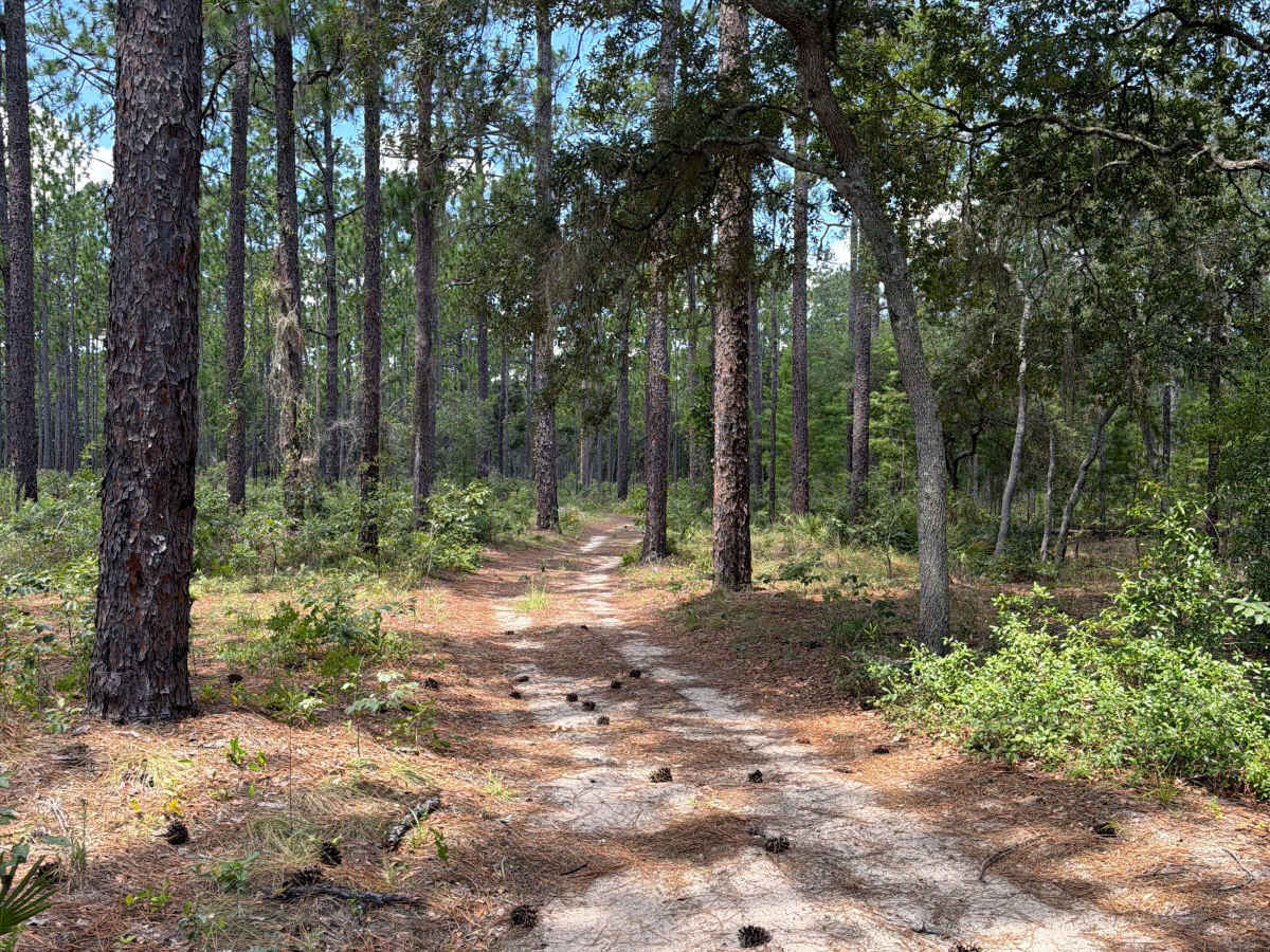 FS 137AV-5.0A trail photo
