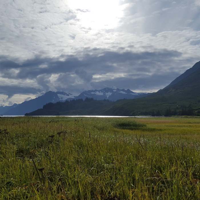 Looking towards Anderson glacier from the gold Creek Meadow Near Shoup Bay Trail Out-and-Back