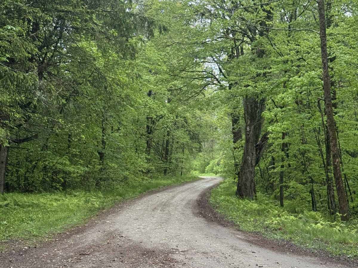 Lenox Whitney Place Road trail photo