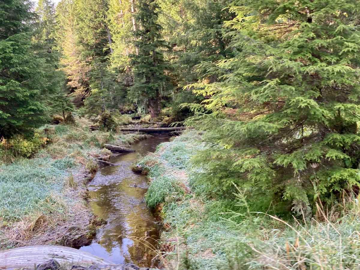 Staney Creek Campground Road - FS 2054300 photo 5