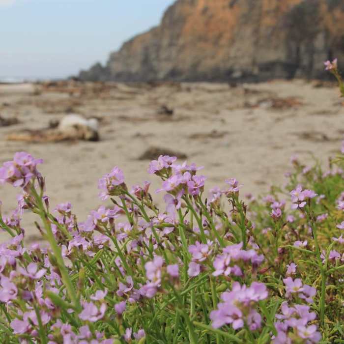Near Salt Point Trail